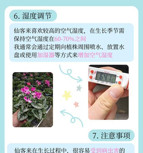 冬季仙客来养殖指南（学习如何在冬天中成功养殖仙客来）-第3张图片-绿意生活