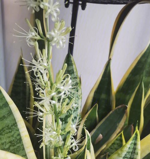 虎皮兰开花全攻略（掌握虎皮兰的花期和开花样子，做个花园小达人！）-第1张图片-绿意生活