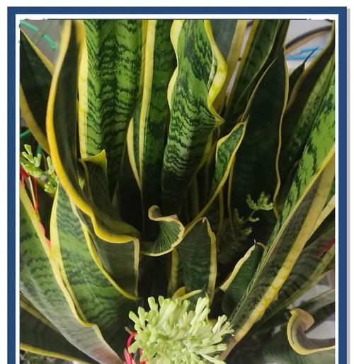 虎皮兰开花全攻略（掌握虎皮兰的花期和开花样子，做个花园小达人！）-第2张图片-绿意生活