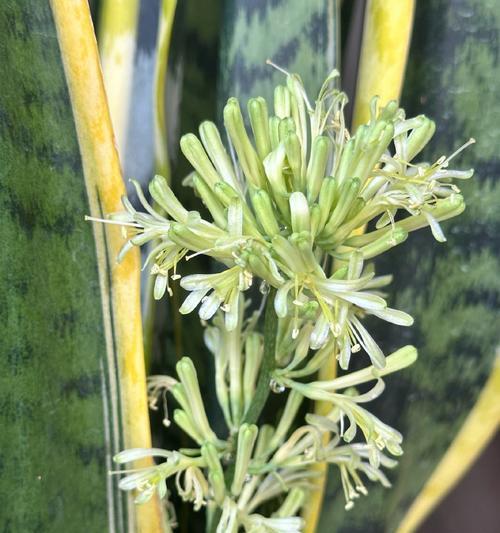 虎皮兰开花全攻略（掌握虎皮兰的花期和开花样子，做个花园小达人！）-第3张图片-绿意生活