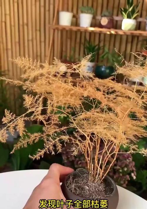 须苞石竹茎枯了怎么办（常见原因及护理方法）-第2张图片-绿意生活