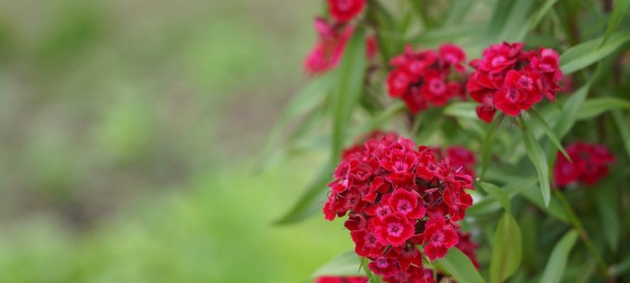 须苞石竹茎枯了怎么办（常见原因及护理方法）-第3张图片-绿意生活
