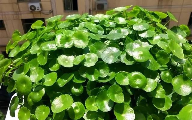 铜钱草冬天黄叶的原因及处理方法（揭秘铜钱草冬季叶片变黄的奥秘，告诉你如何应对）-第3张图片-绿意生活
