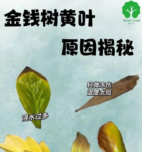铜钱草冬天黄叶的原因及处理方法（揭秘铜钱草冬季叶片变黄的奥秘，告诉你如何应对）-第1张图片-绿意生活