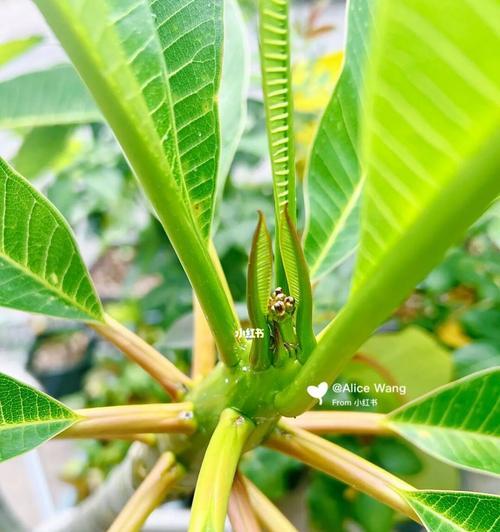 荷包蛋花的养殖技巧（掌握荷包蛋花的水、光、温度和施肥要点，让你的荷包蛋花生机勃发）-第1张图片-绿意生活