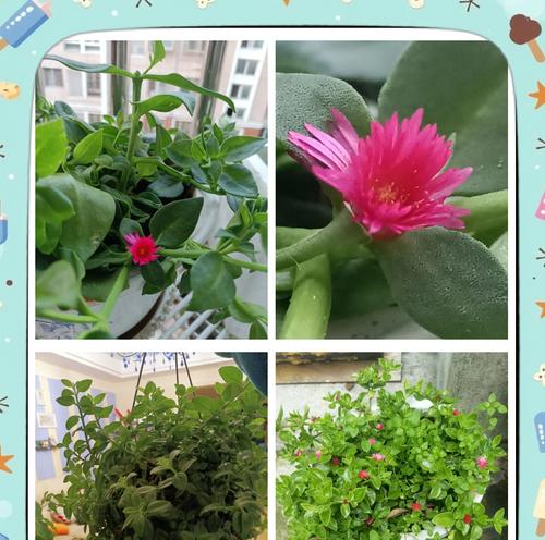 怎样养殖牡丹吊兰才能更旺盛？（学会这些技巧，让你的牡丹吊兰茁壮成长）-第1张图片-绿意生活