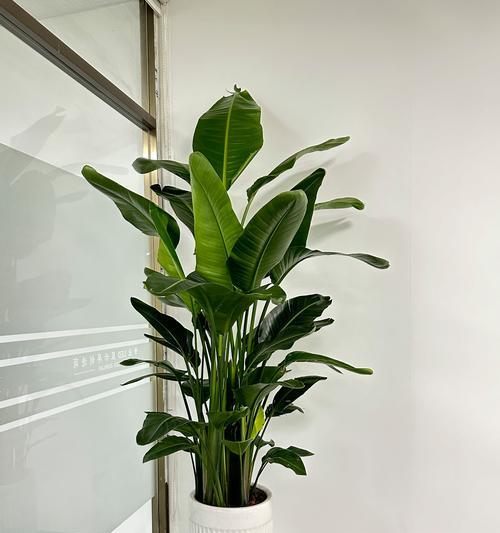 天堂鸟绿植黄叶原因及处理方法（保养天堂鸟绿植，从黄叶问题说起）-第1张图片-绿意生活