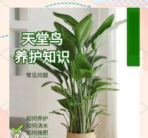 天堂鸟绿植黄叶原因及处理方法（保养天堂鸟绿植，从黄叶问题说起）-第3张图片-绿意生活