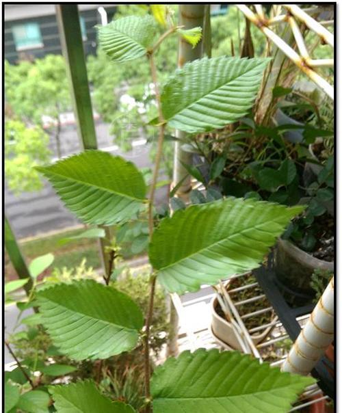 垂盆草过长的处理方法（挤压生长、修剪控制和调整环境是关键）-第1张图片-绿意生活