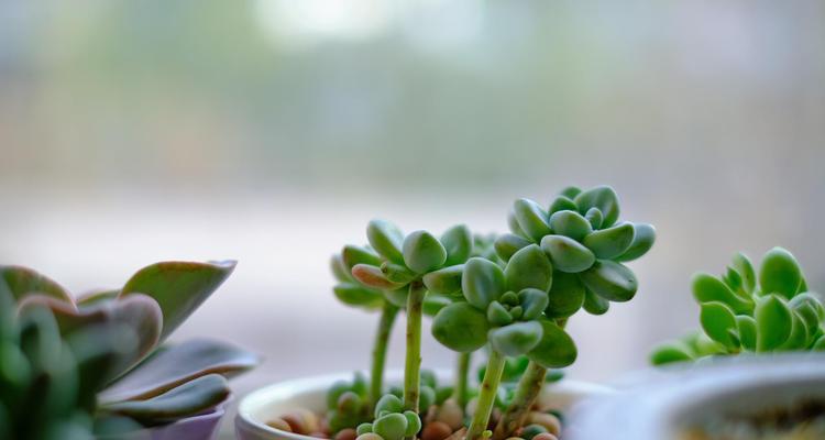 垂盆草过长的处理方法（挤压生长、修剪控制和调整环境是关键）-第2张图片-绿意生活