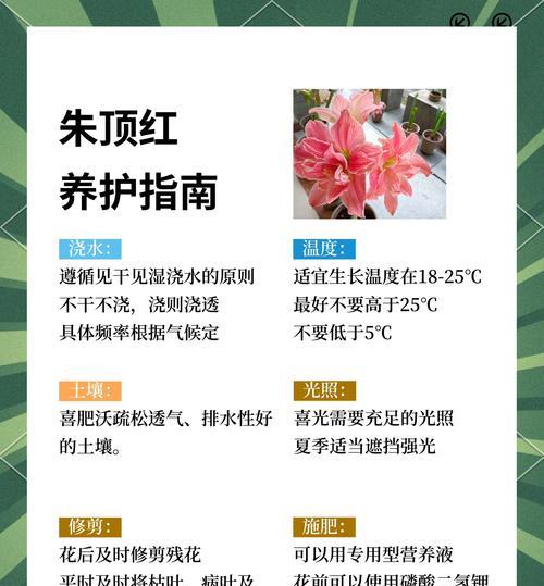 仙仙红兰花的养护指南（打造绽放如仙境的红兰花盆栽）-第3张图片-绿意生活