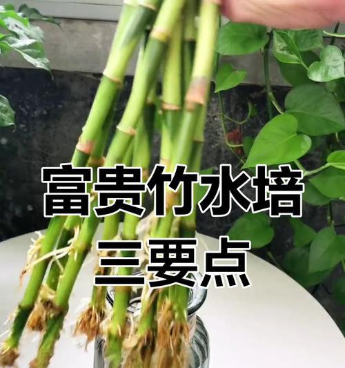 水培竹发黄的原因及处理方法（探究水培竹发黄的原因以及如何有效解决问题）-第1张图片-绿意生活