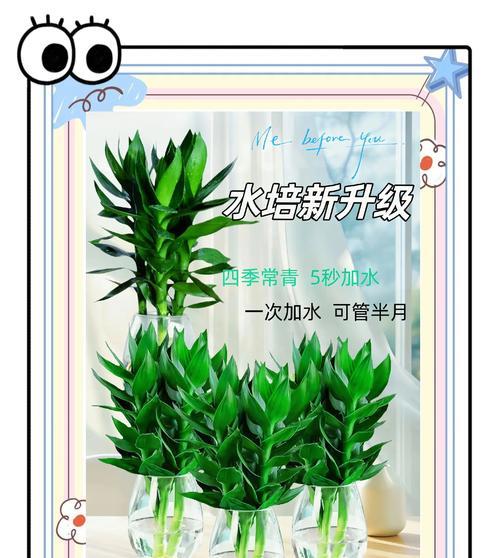 水培竹发黄的原因及处理方法（探究水培竹发黄的原因以及如何有效解决问题）-第2张图片-绿意生活