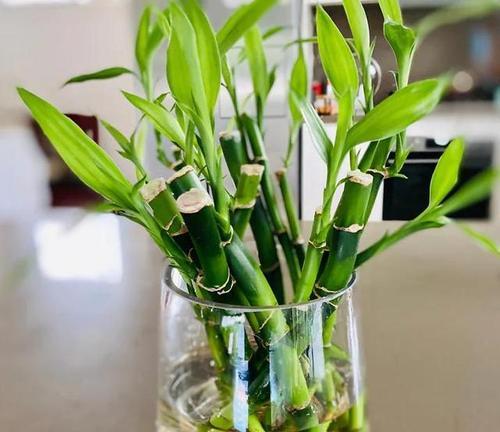 水培竹发黄的原因及处理方法（探究水培竹发黄的原因以及如何有效解决问题）-第3张图片-绿意生活