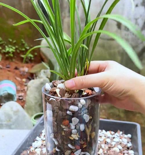 如何处理兰花硬植料？（兰花硬植料的处理技巧与方法）-第1张图片-绿意生活