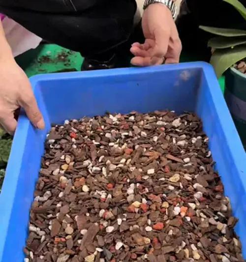 如何处理兰花硬植料？（兰花硬植料的处理技巧与方法）-第3张图片-绿意生活