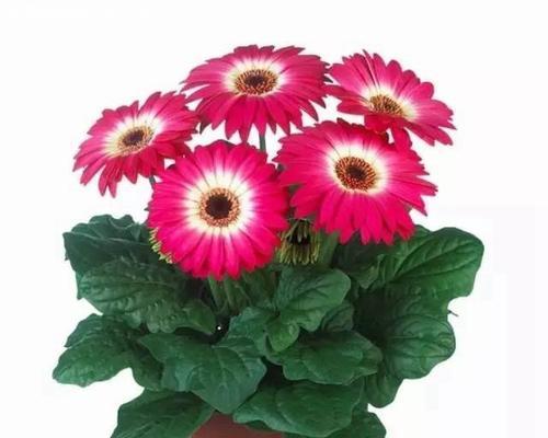 养护非洲菊的秘诀（打造美丽健康的盆栽非洲菊花园）-第1张图片-绿意生活