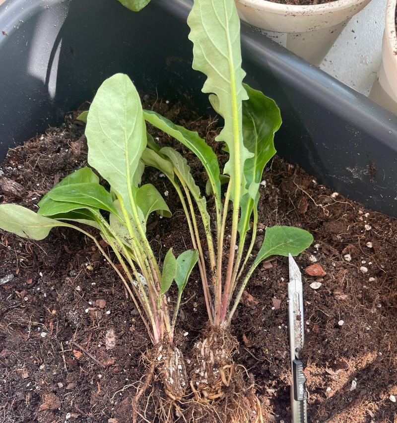 养护非洲菊的秘诀（打造美丽健康的盆栽非洲菊花园）-第2张图片-绿意生活