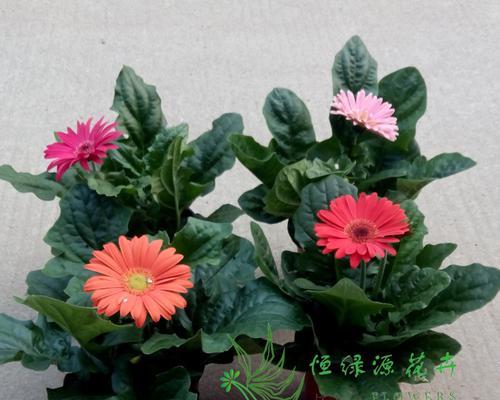 养护非洲菊的秘诀（打造美丽健康的盆栽非洲菊花园）-第3张图片-绿意生活