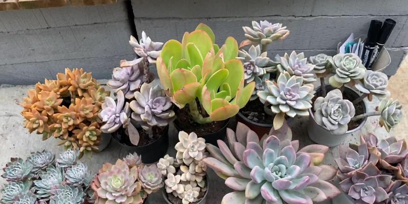 多肉植物的摆放与布局技巧（打造独特多肉世界的关键）-第3张图片-绿意生活