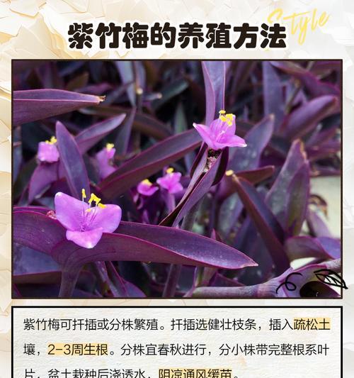 紫竹梅叶子颜色淡的原因（探寻紫竹梅叶子为何颜色淡）-第3张图片-绿意生活