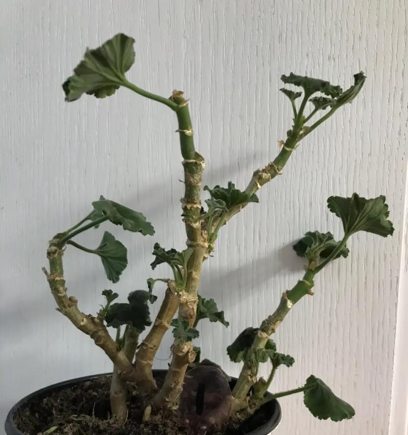 如何选择最适合天竺葵的播种时间（掌握天竺葵的生长规律，养出健康茁壮的植株）-第2张图片-绿意生活