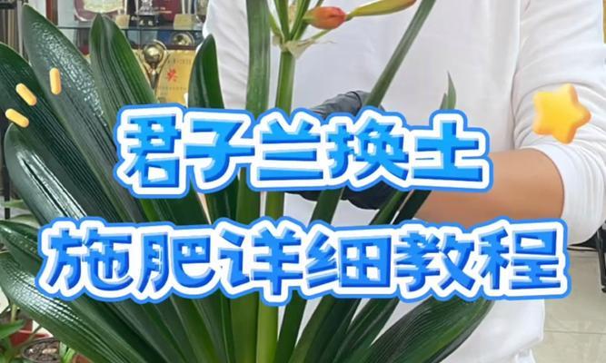 以养君子兰的腐叶土制作方法（制作君子兰专用腐叶土的步骤与技巧）-第3张图片-绿意生活