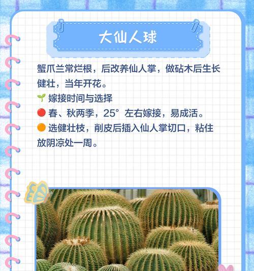 以蟹爪兰怎么嫁接仙人掌（探索蟹爪兰与仙人掌的奇妙结合）-第3张图片-绿意生活