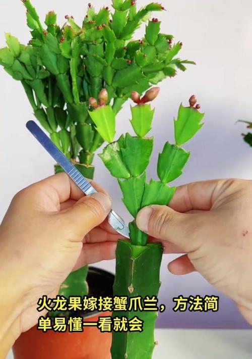 以蟹爪兰怎么嫁接仙人掌（探索蟹爪兰与仙人掌的奇妙结合）-第2张图片-绿意生活