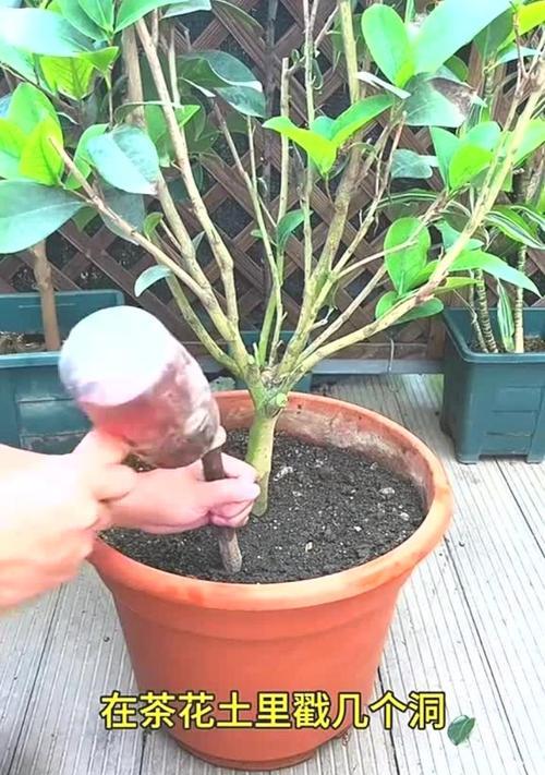 以茶花土为主题的独特韵味（探索茶花土的历史渊源与艺术表达）-第3张图片-绿意生活