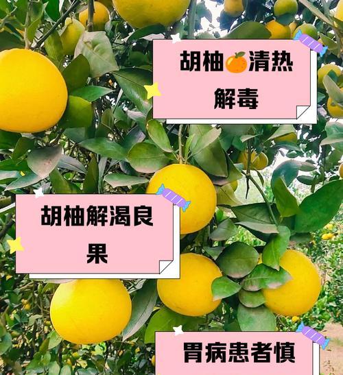 胡柚的最佳存放方法（如何保持胡柚的新鲜度和营养价值？）-第3张图片-绿意生活