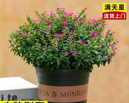 满天星花苞为何会消失？（探寻满天星花苞消失的原因与解决方法）-第3张图片-绿意生活
