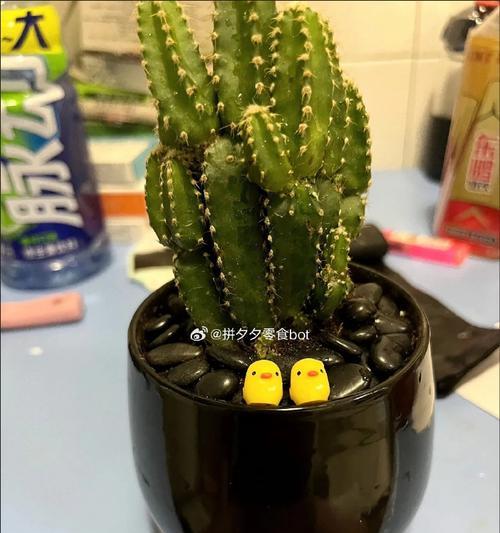 盆景仙人掌的养殖与鉴赏（掌握仙人掌的种植技巧，打造独特的盆景艺术）-第1张图片-绿意生活