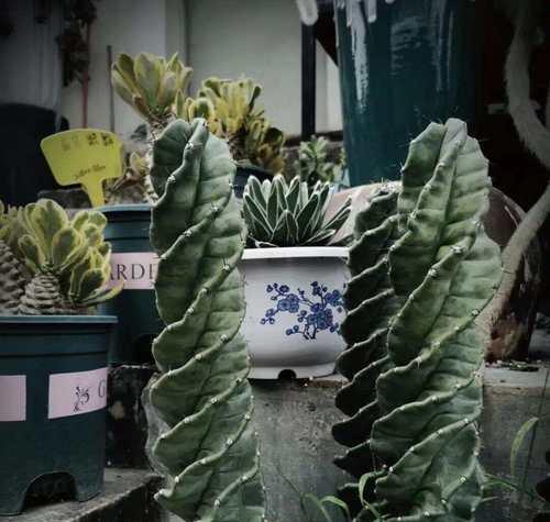 盆景仙人掌的养殖与鉴赏（掌握仙人掌的种植技巧，打造独特的盆景艺术）-第3张图片-绿意生活