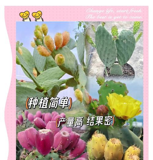 盆景仙人掌的养殖与鉴赏（掌握仙人掌的种植技巧，打造独特的盆景艺术）-第2张图片-绿意生活