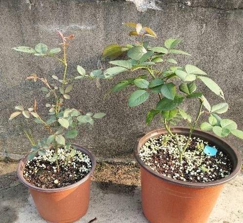 如何快速培育月季小苗-第1张图片-绿意生活