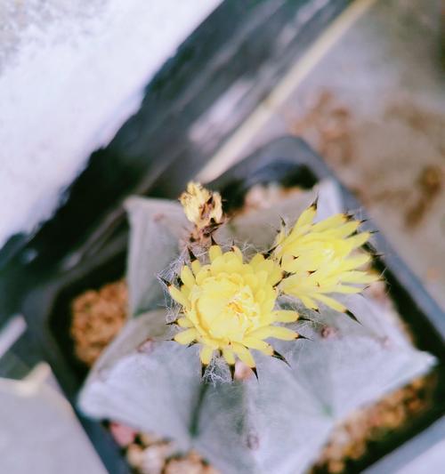 以鸾凤玉花谢了如何处理？（挽救枯萎花朵的秘诀与方法）-第1张图片-绿意生活