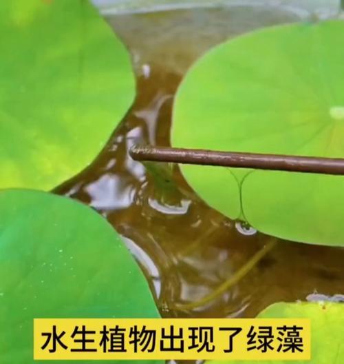 探秘水中植物的养护之道（深入了解水中植物养护技巧，助你打造清新水景）-第2张图片-绿意生活