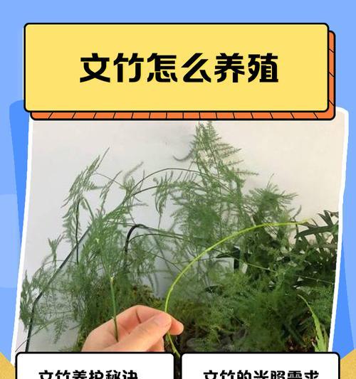 以文竹的分盆技巧和注意事项（掌握正确分盆方法，让以文竹茁壮成长）-第1张图片-绿意生活