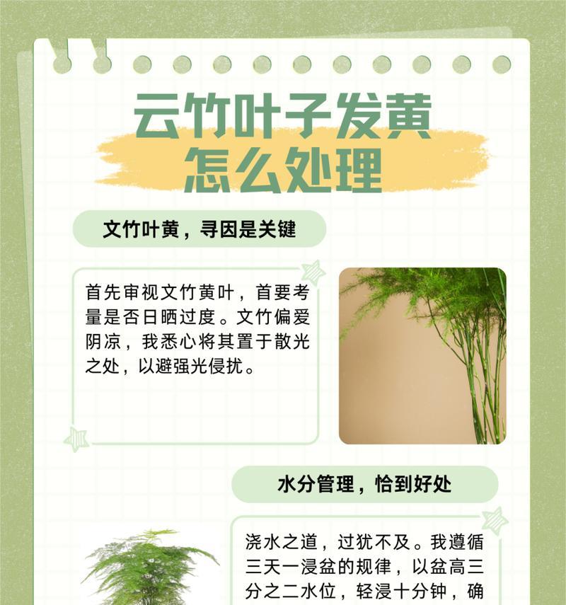 以文竹的分盆技巧和注意事项（掌握正确分盆方法，让以文竹茁壮成长）-第2张图片-绿意生活