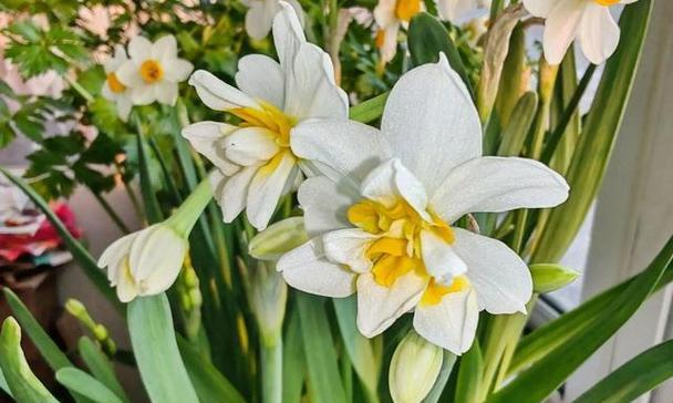 水仙花开花温度（从理论到实践，探究水仙花开花温度的影响因素）-第1张图片-绿意生活