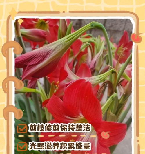 水仙花开花温度（从理论到实践，探究水仙花开花温度的影响因素）-第3张图片-绿意生活