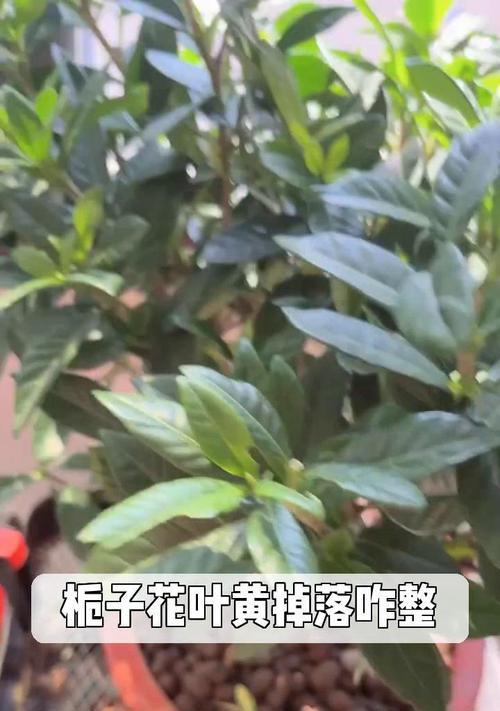 栀子花叶片变黄的原因及处理方法（栀子花叶片变黄，怎么办？原因与解决方案详解）-第1张图片-绿意生活