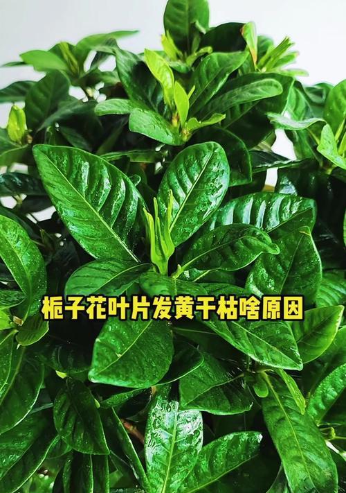 栀子花叶片变黄的原因及处理方法（栀子花叶片变黄，怎么办？原因与解决方案详解）-第2张图片-绿意生活