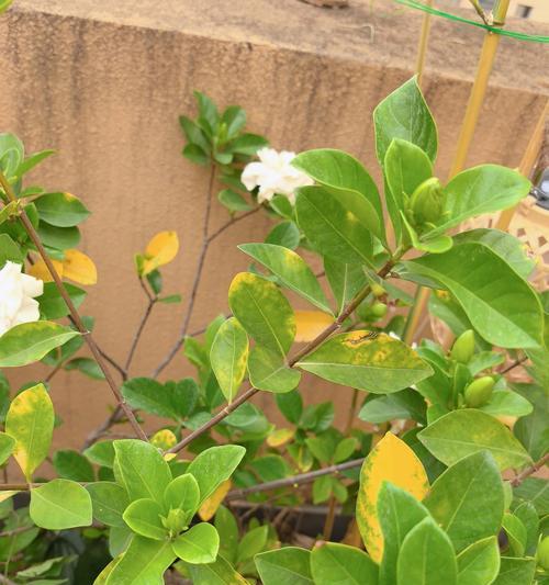 栀子花叶片变黄的原因及处理方法（栀子花叶片变黄，怎么办？原因与解决方案详解）-第3张图片-绿意生活
