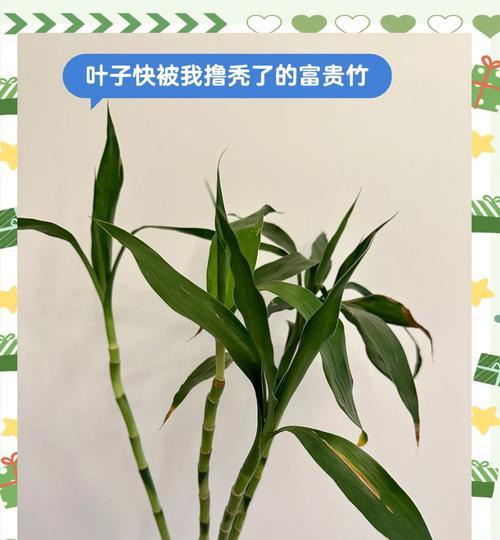 如何处理发黄的转运竹杆（清洁、保养转运竹杆，恢复原本色泽）-第2张图片-绿意生活