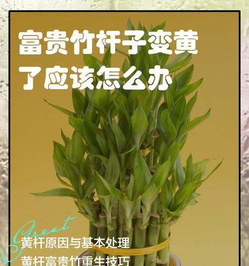 如何处理发黄的转运竹杆（清洁、保养转运竹杆，恢复原本色泽）-第3张图片-绿意生活