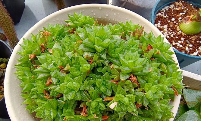 露养多肉的阴雨天养护方法（如何在阴雨天为多肉提供良好的生长环境）-第3张图片-绿意生活