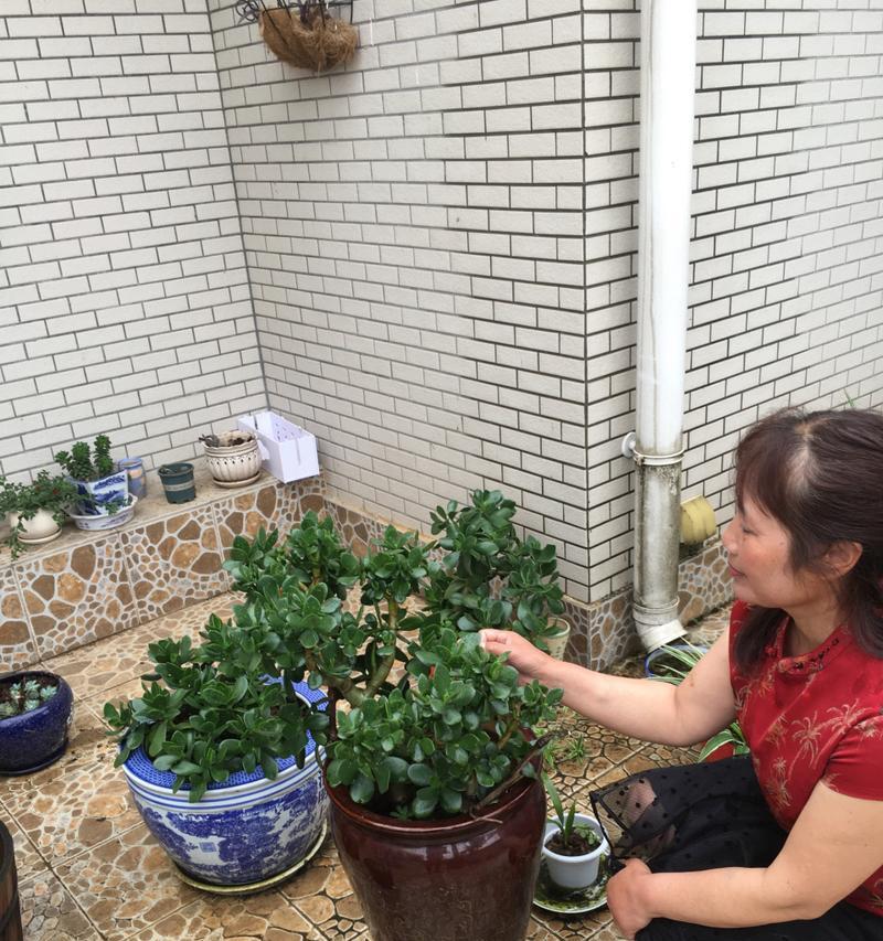 厚脸皮植物的水养技巧（以厚脸皮植物怎么水养？解析这些常见问题）-第1张图片-绿意生活
