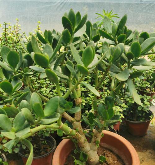 厚脸皮植物的水养技巧（以厚脸皮植物怎么水养？解析这些常见问题）-第2张图片-绿意生活
